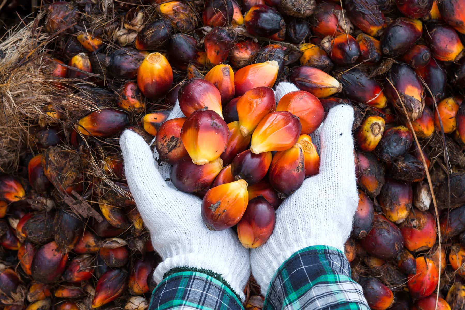 From Slavery To Skin Care How Palm Oil Became The Most Hated Crop And 