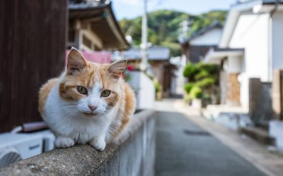 Meow Meow Meow: Celebrating our furry companions ahead of the midterm elections on National Cat Day