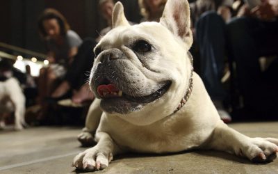 Beloved and debated: The French bulldog becomes top dog breed in America for first time in 30 years