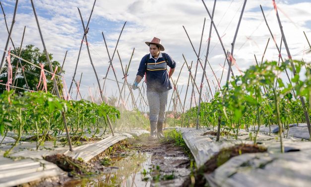 Why the Green Revolution is not a blueprint for feeding a hungry planet but a dire warning