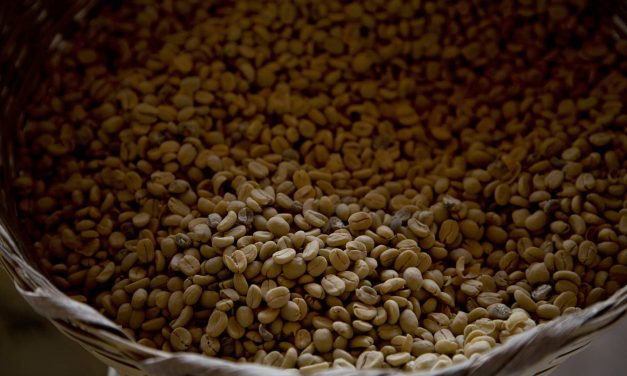 A caffeinated bean: How that freshly brewed cup of coffee happens to be a half million years old