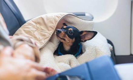 Federal rules now require all young dogs entering U.S. be microchipped to prevent spread of rabies