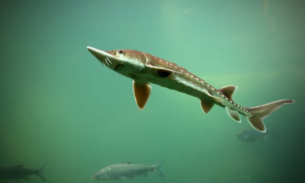 Wildlife officials say lake sturgeon not endangered despite claims from freshwater conservationists