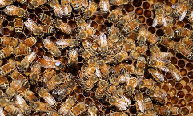 Urban beekeeping: How essential pollinators sustain agriculture and ecosystems in Milwaukee