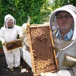 Silent City Honey: The sweet story of utilizing Forest Home Cemetery’s Arboretum as an apiary