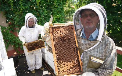 Silent City Honey: The sweet story of utilizing Forest Home Cemetery’s Arboretum as an apiary