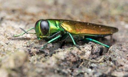 Wisconsin DNR says tree-killing emerald ash borer infestation has spread to every county in the state