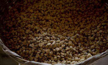 A caffeinated bean: How that freshly brewed cup of coffee happens to be a half million years old