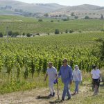 Cultivating grapes: Napa Valley teaches Ukrainian winemakers how to heal their war-ravaged vineyards