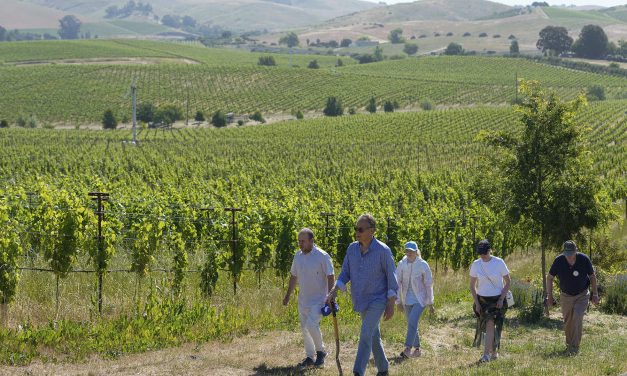 Cultivating grapes: Napa Valley teaches Ukrainian winemakers how to heal their war-ravaged vineyards