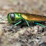 Wisconsin DNR says tree-killing emerald ash borer infestation has spread to every county in the state