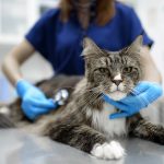 Death of a household cat from pet food highlights growing risk of Bird Flu outbreak in domestic animals