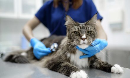 Death of a household cat from pet food highlights growing risk of Bird Flu outbreak in domestic animals